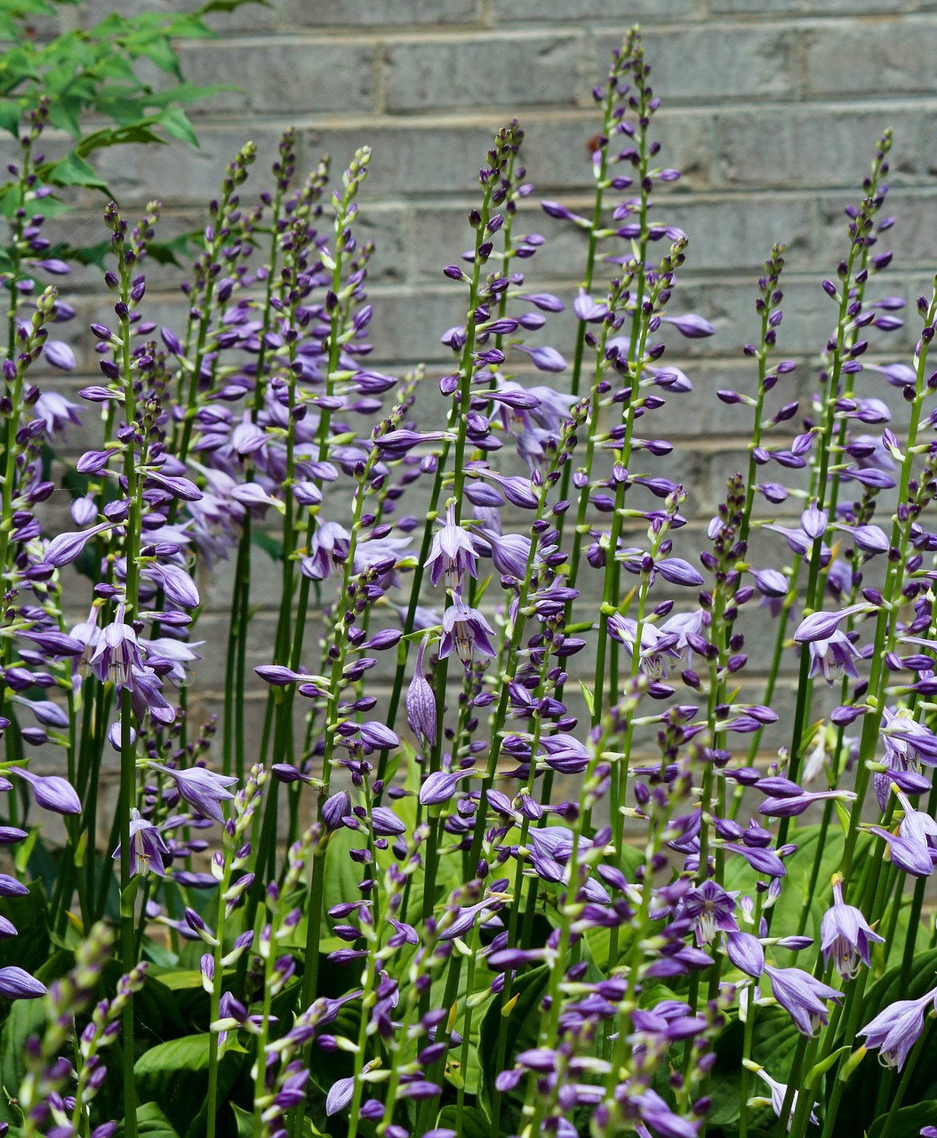 hostas hosta flowers purple blossoms free photo
