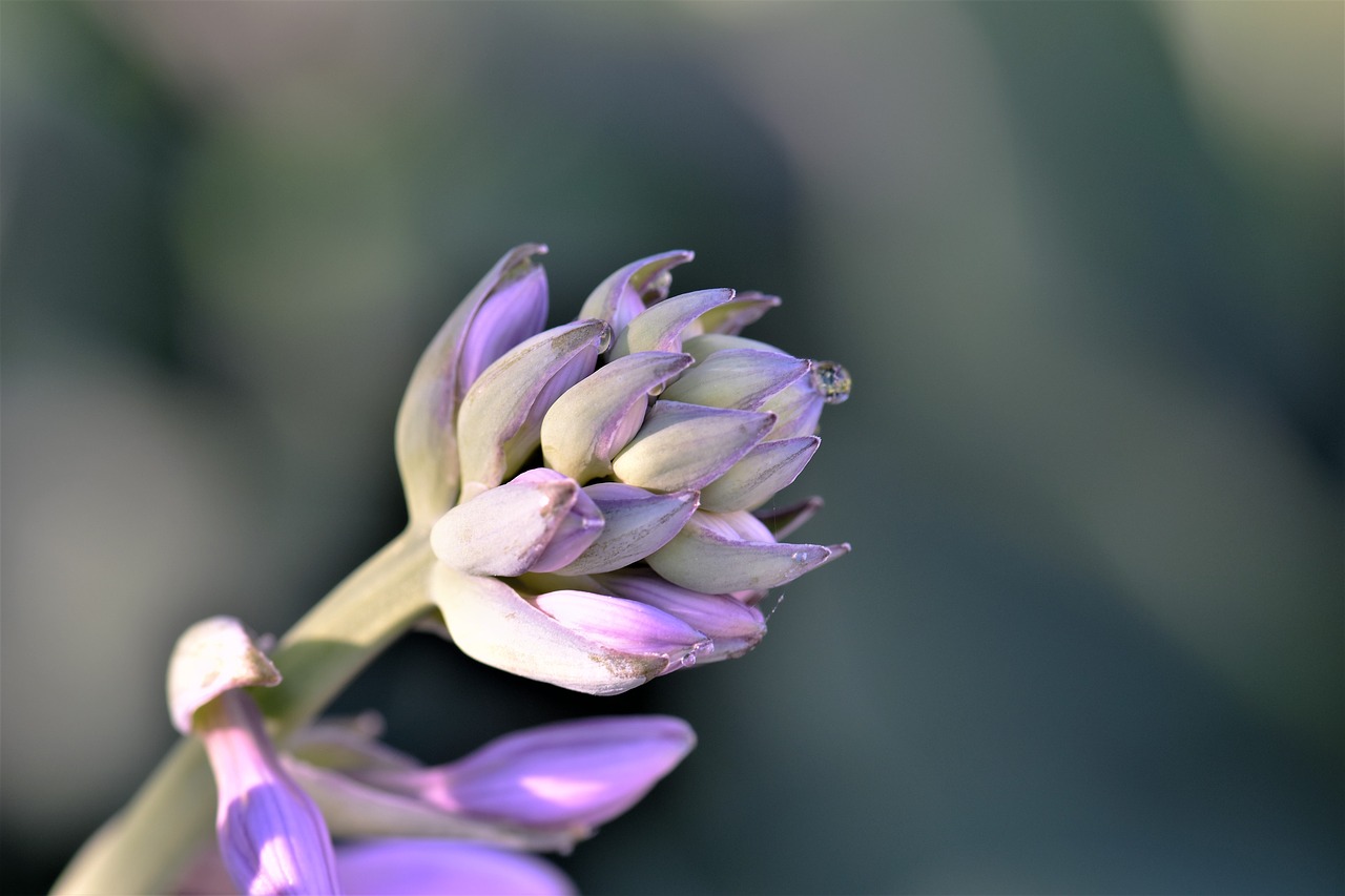 hostas flower plant free photo