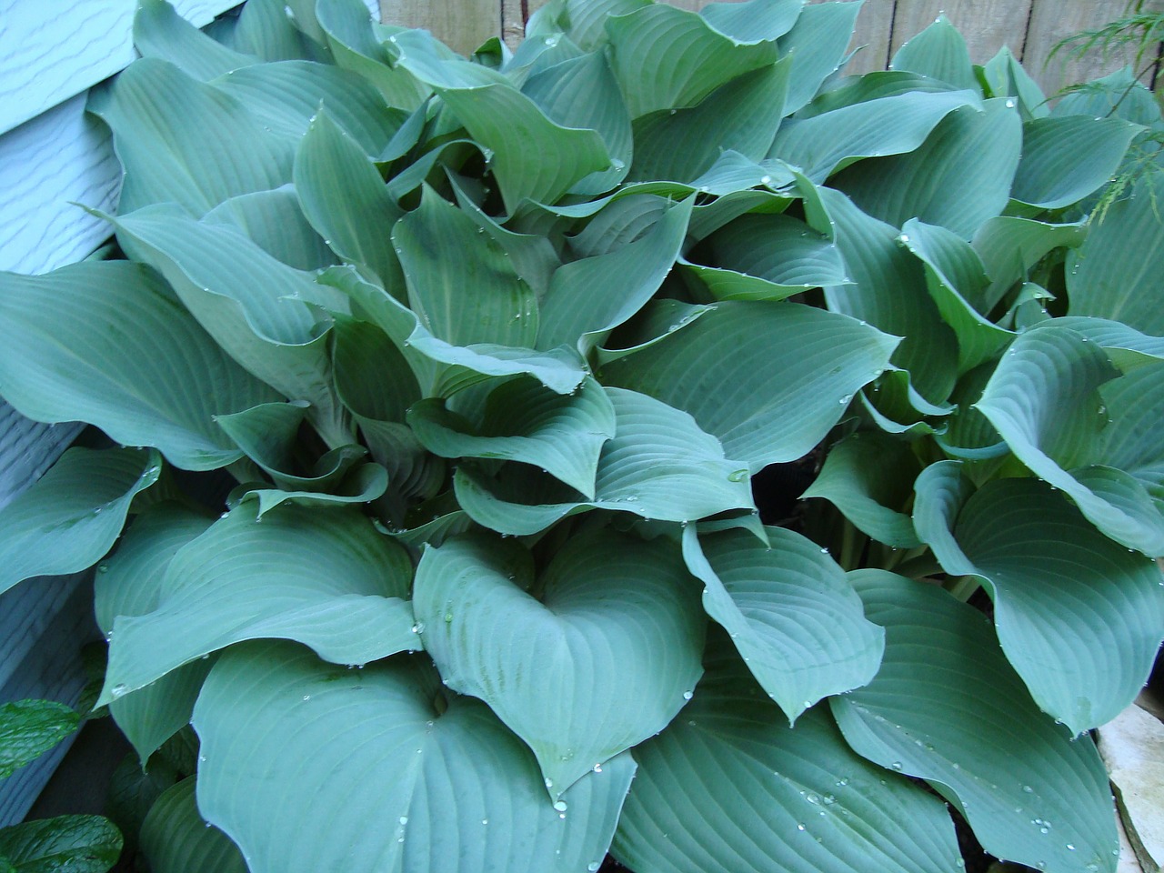 hostas blue hostas shade plants free photo