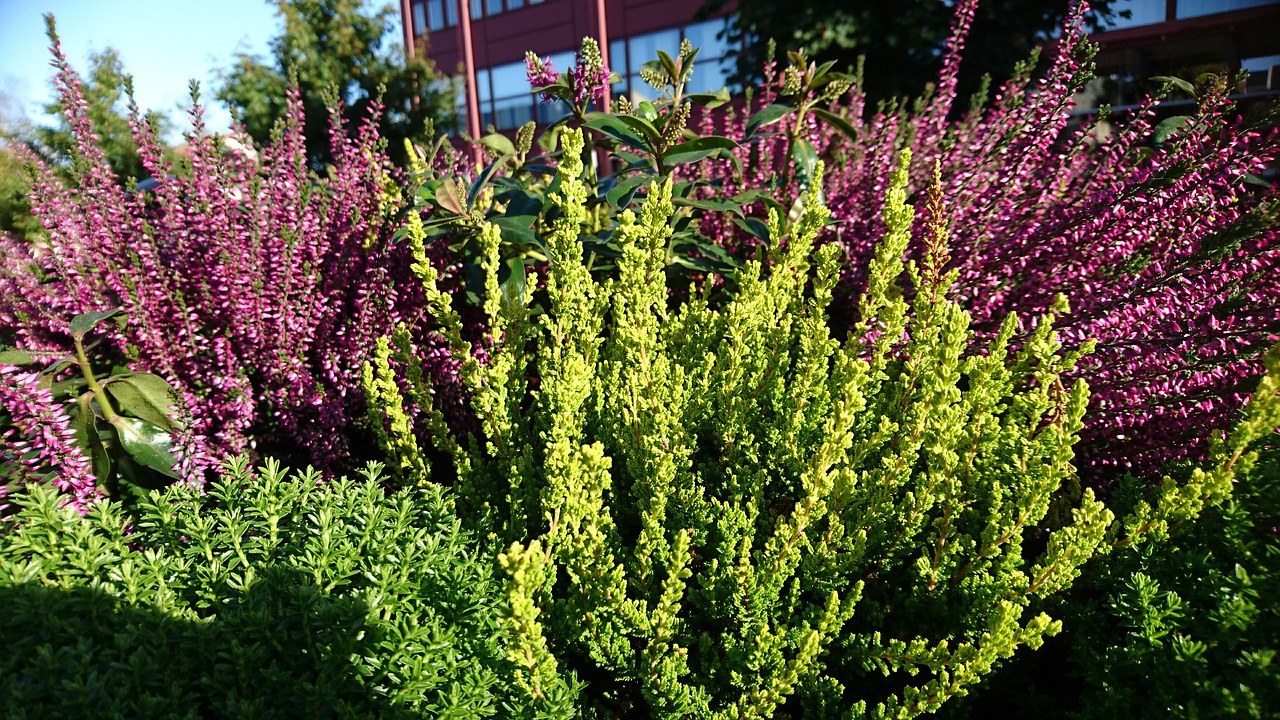 höstblommor heather autumn day free photo