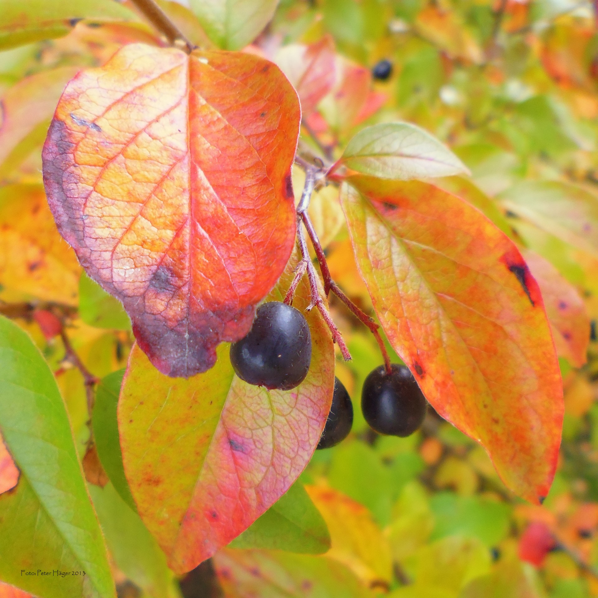 fall colors berry autumn colors free photo