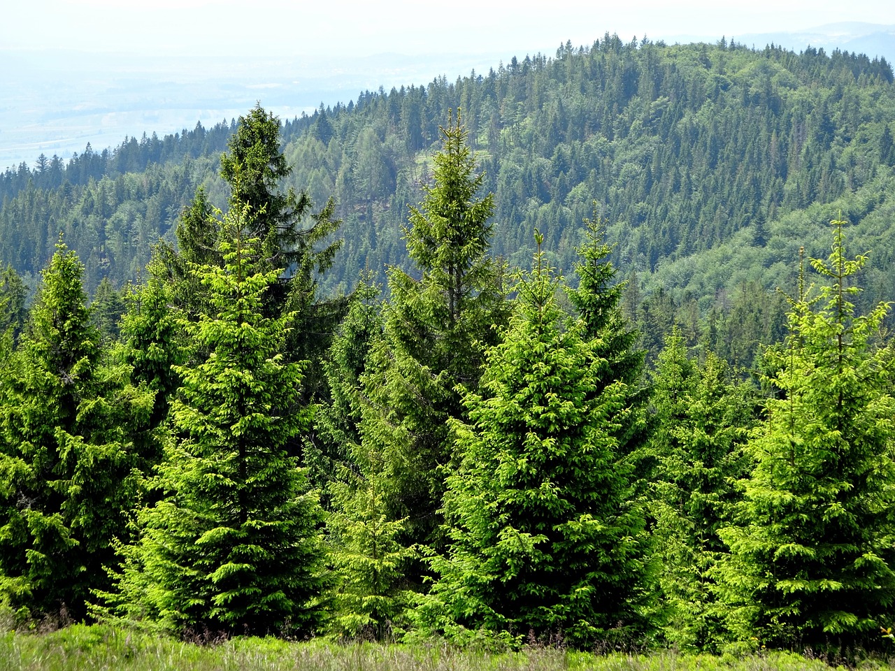 hot mountains tree free photo