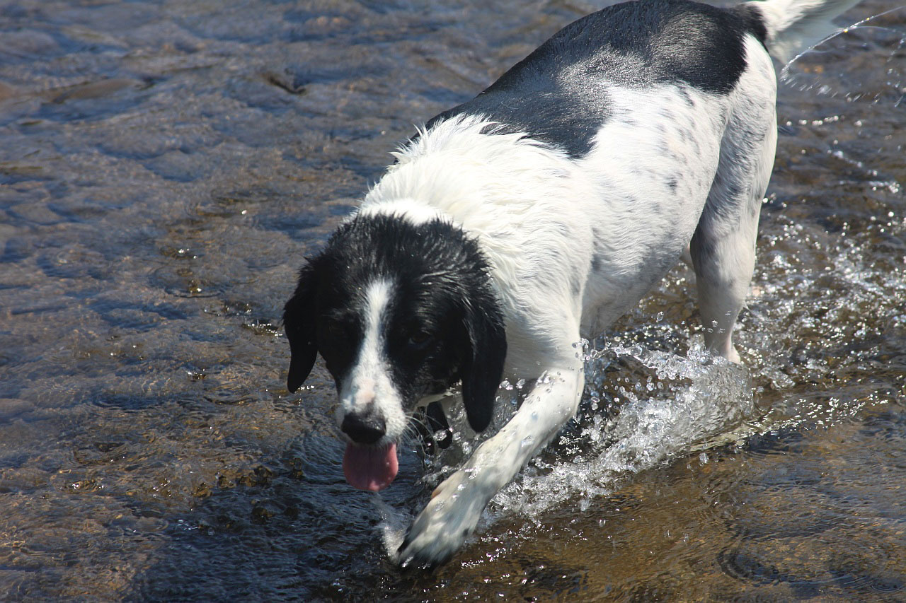 river stones dog free photo