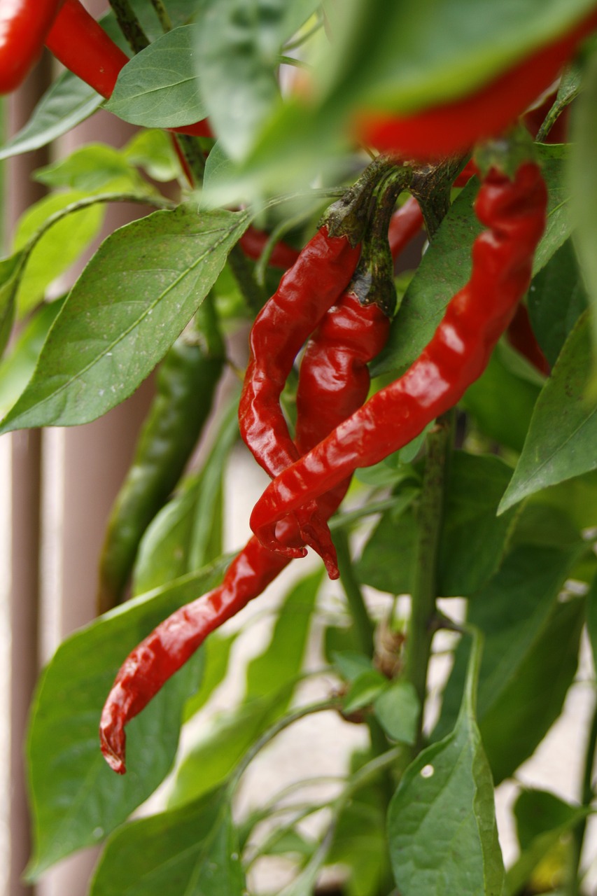 hot pepper green floral free photo