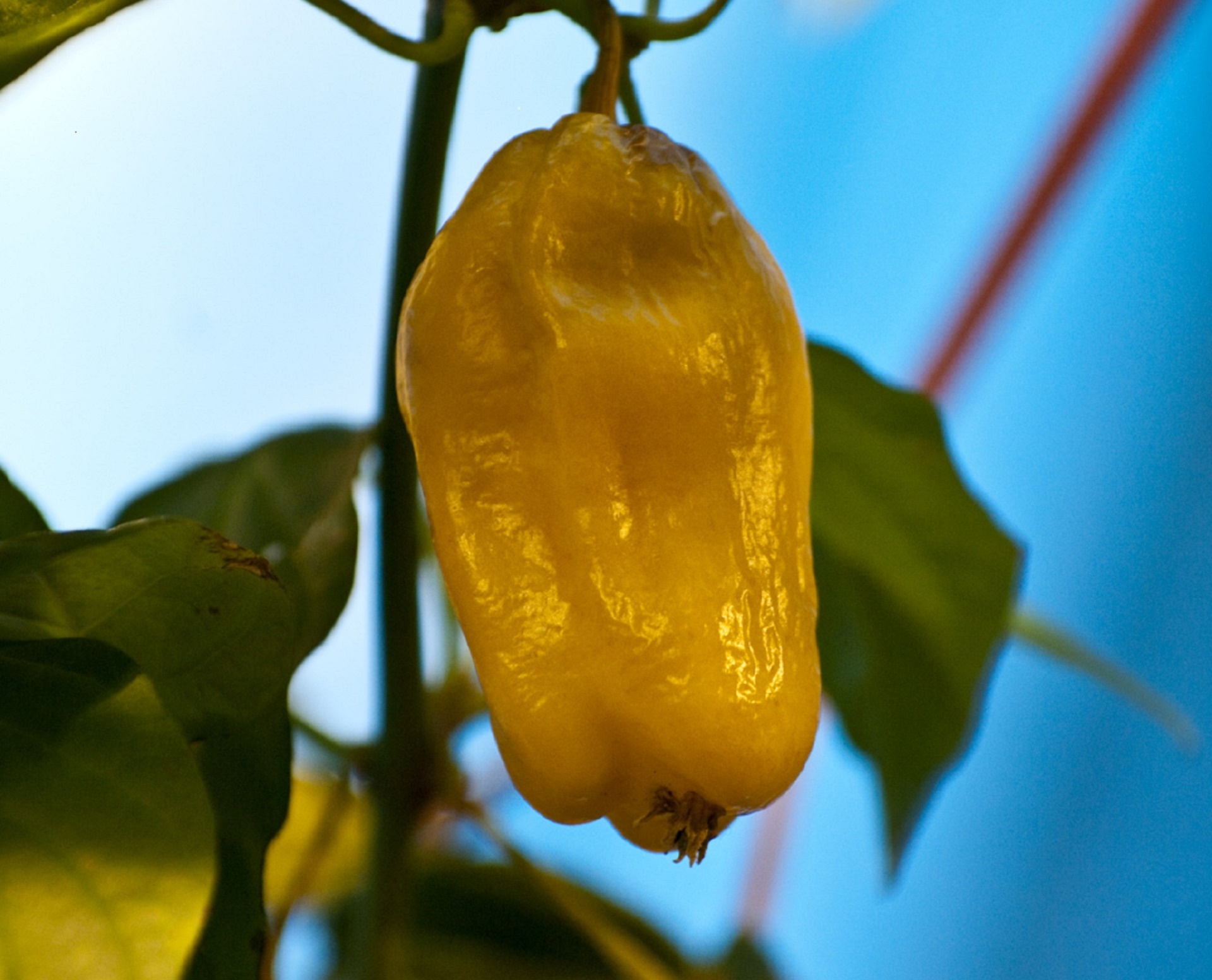 pepper yellow habenero free photo