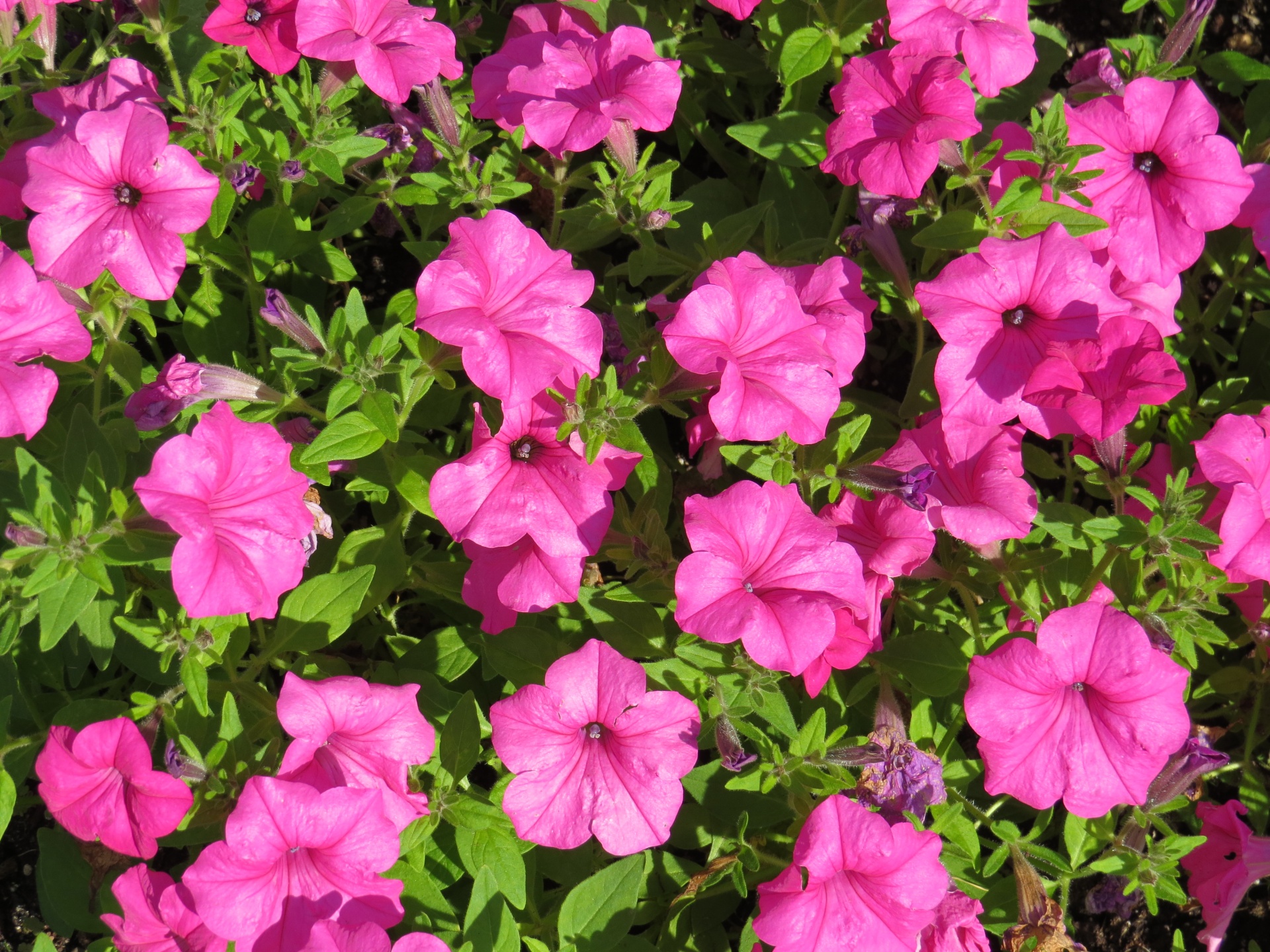 petunias flowers gardens free photo