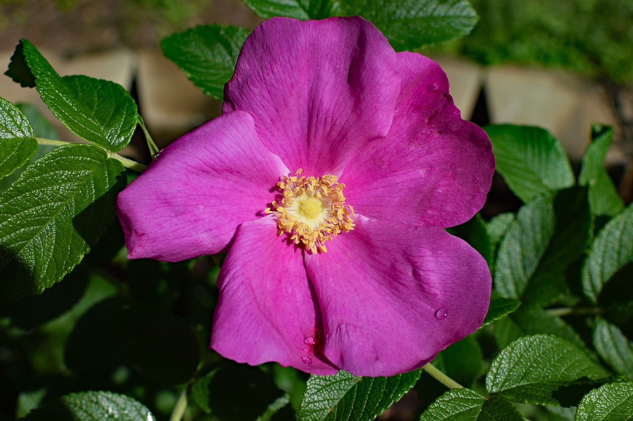 hot pink rugosa with raindrops close-up raindrop free photo