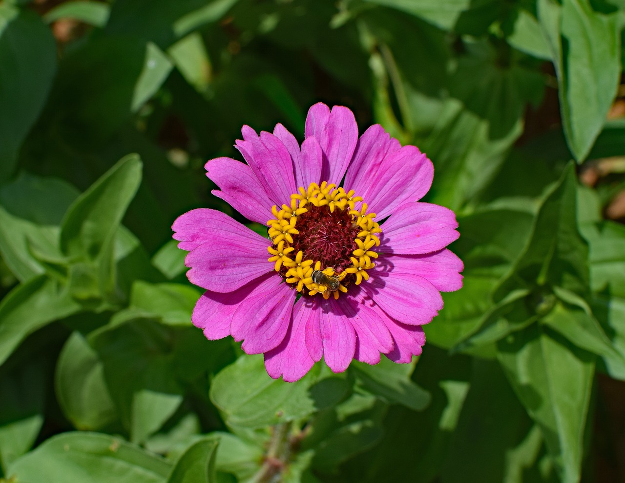 hot pink zinnia with bee bee flower free photo