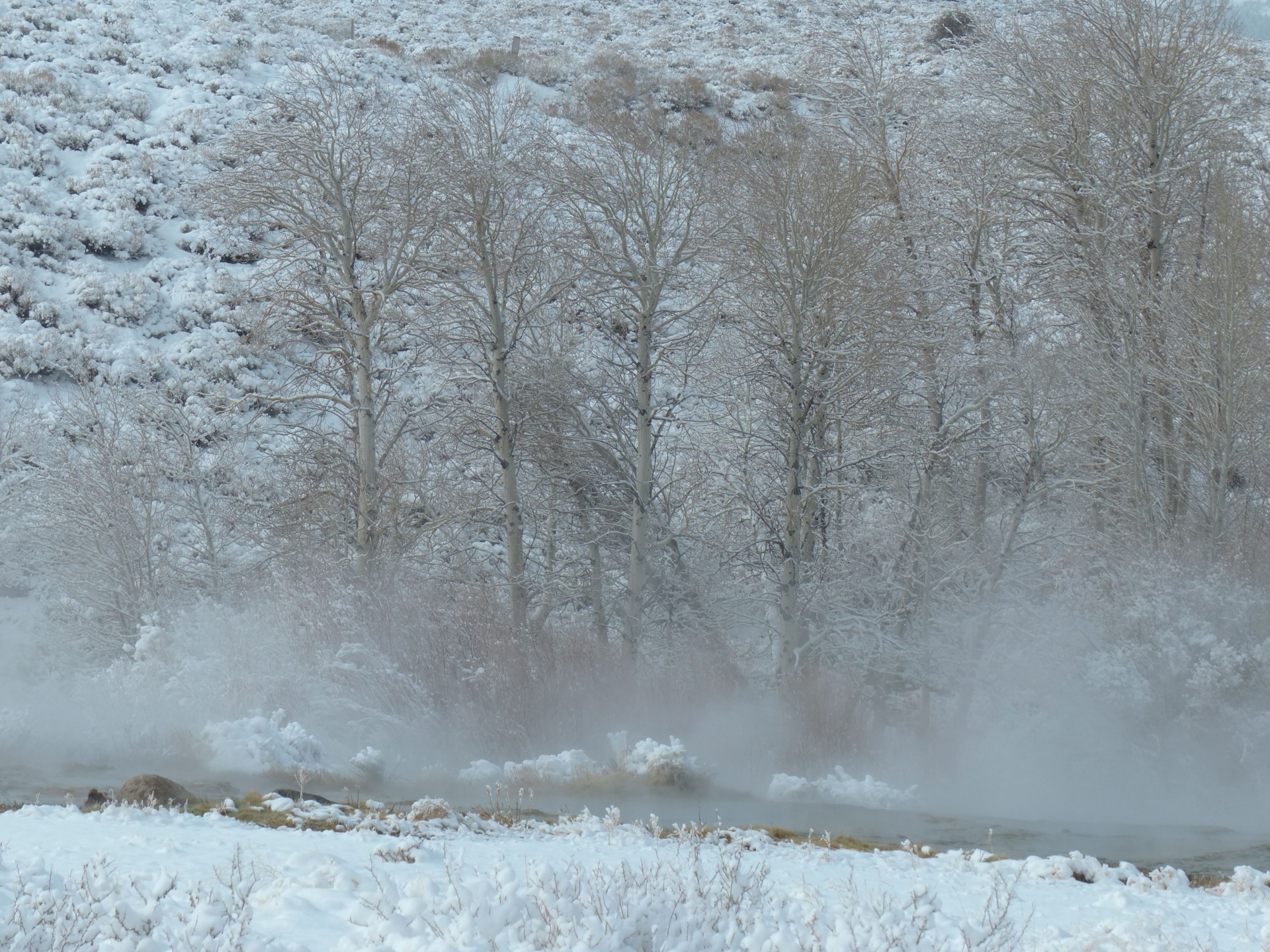 hot spring winter white trees free photo