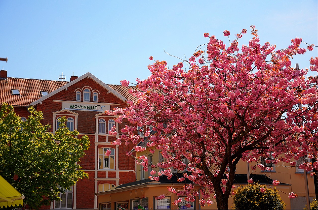 hotel summer cherry free photo