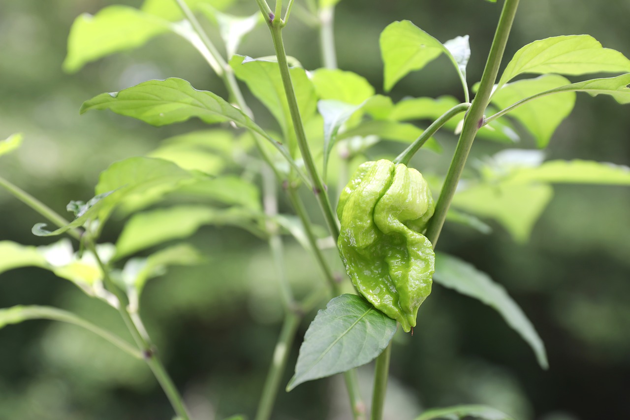 hottest pepper vegetable free photo