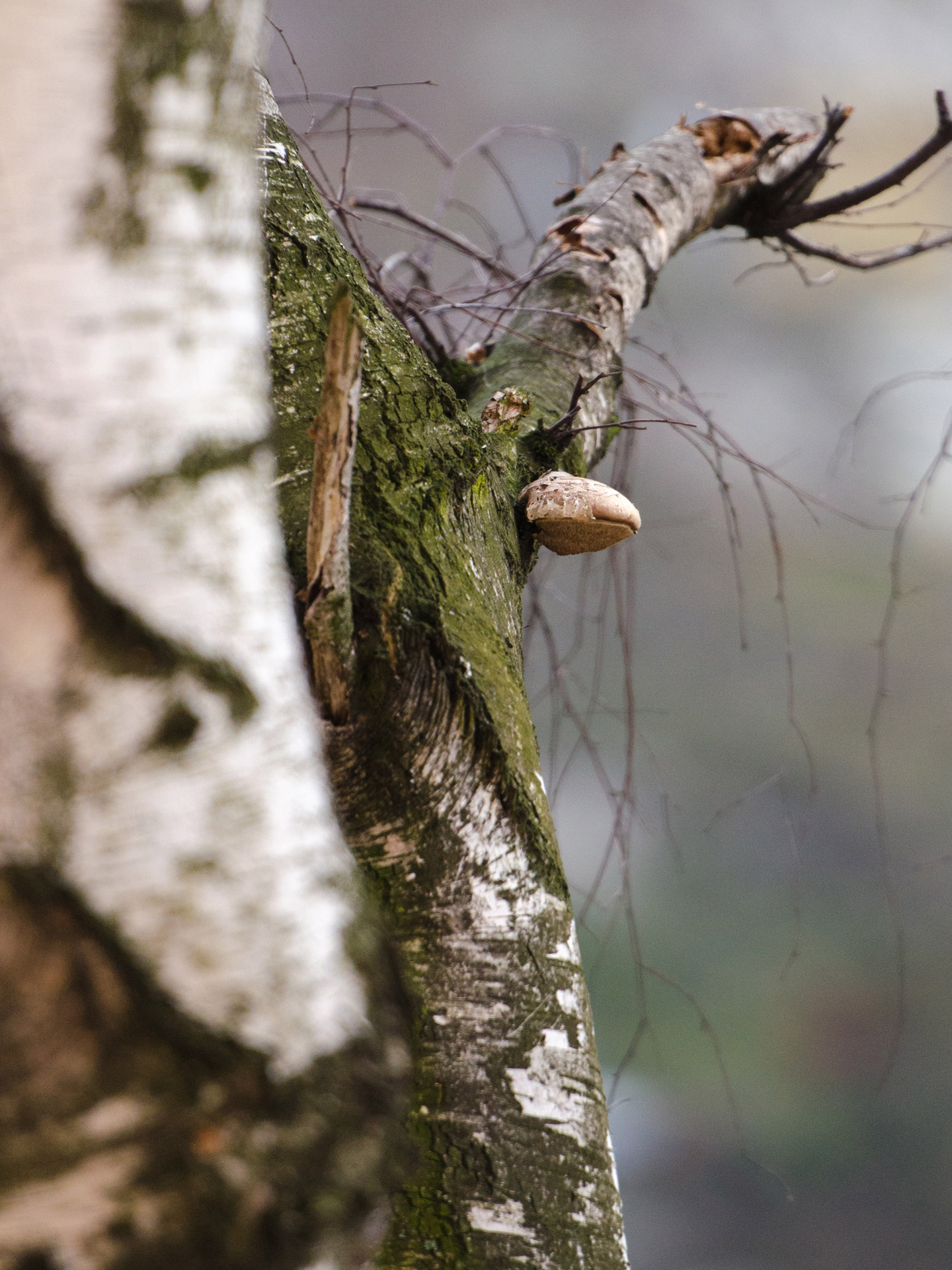 mushroom tree branch free photo