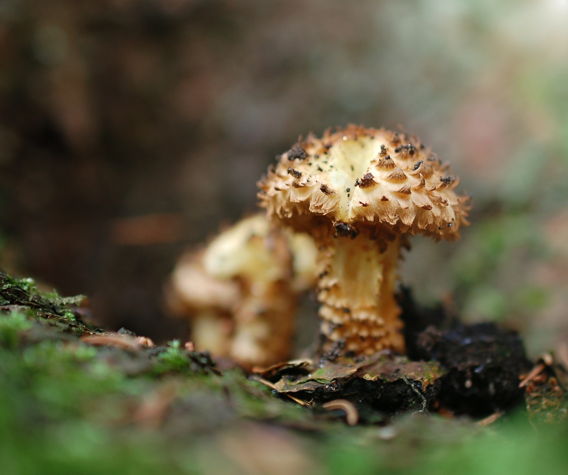 mushroom mycology forest free photo