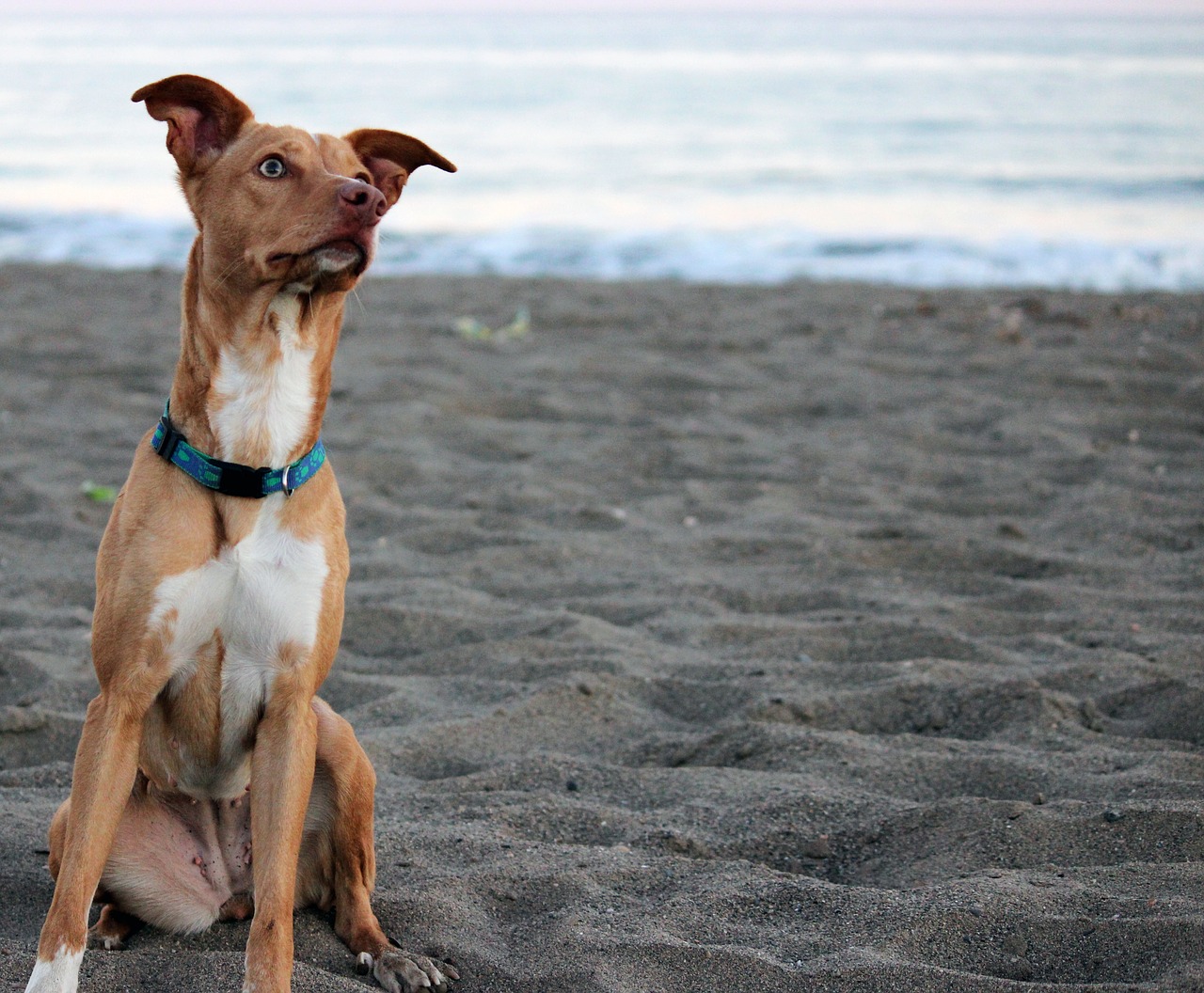 hound beach pet free photo