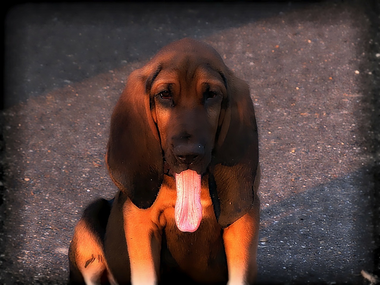 hound dog pet free photo