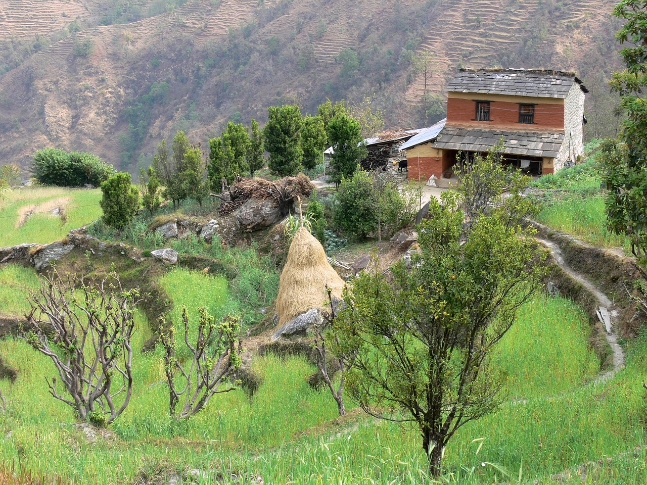 house nepal rice fields free photo