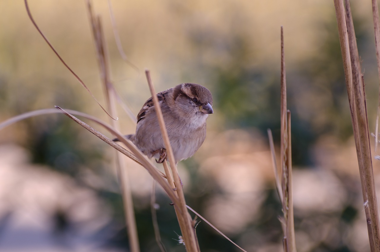 house sparrow bird free photo