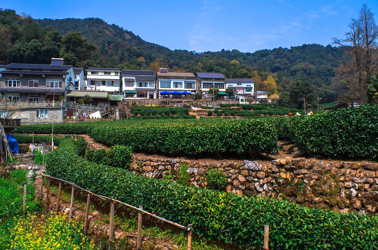 tea leaf farm free photo