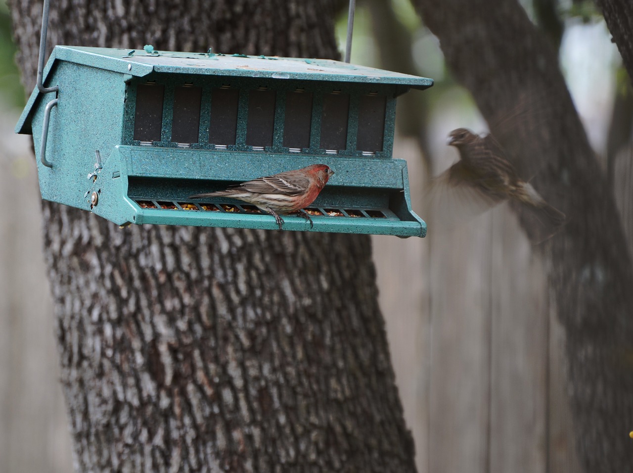 house finch feeder free photo