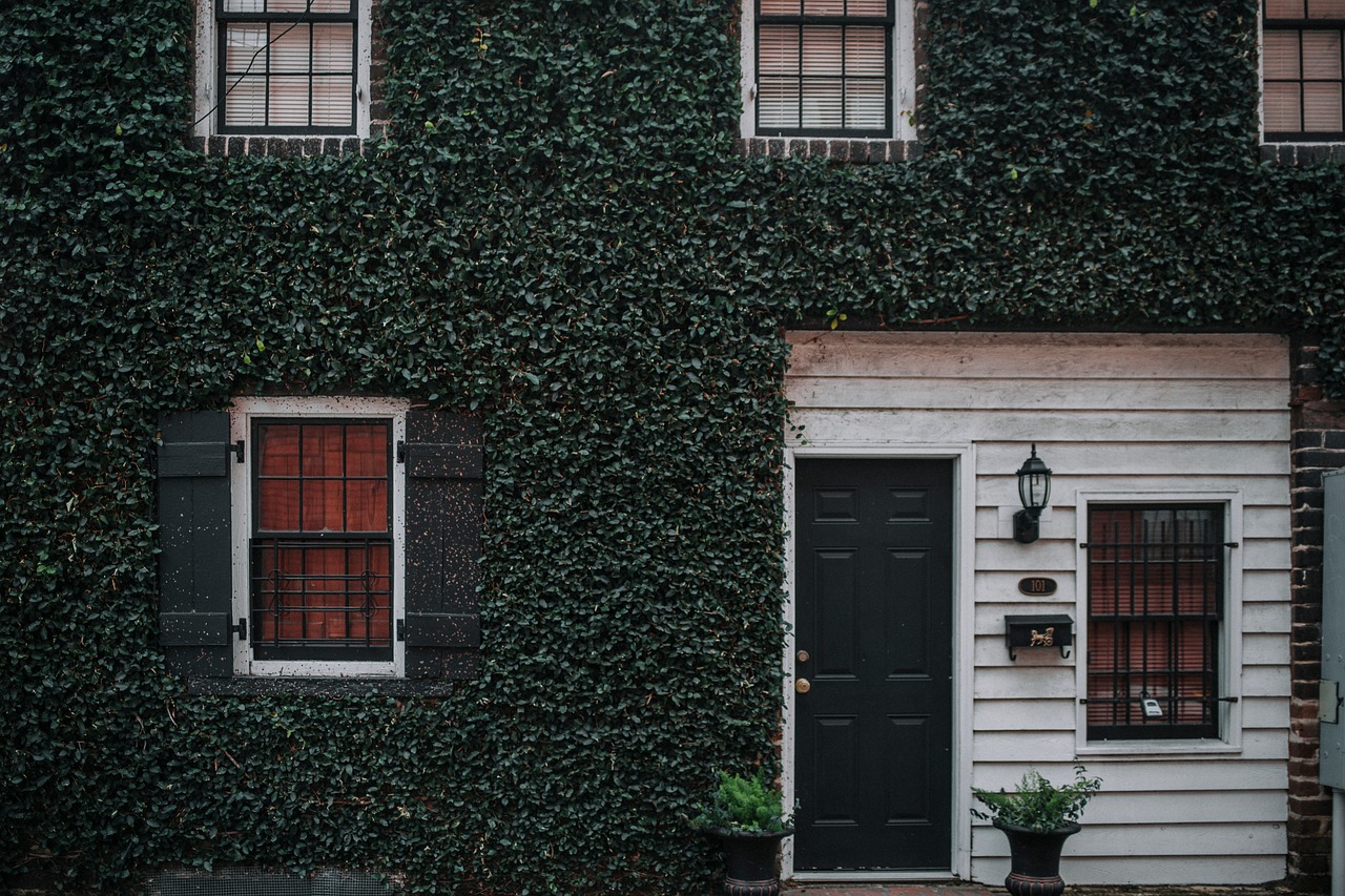 house grass plants free photo