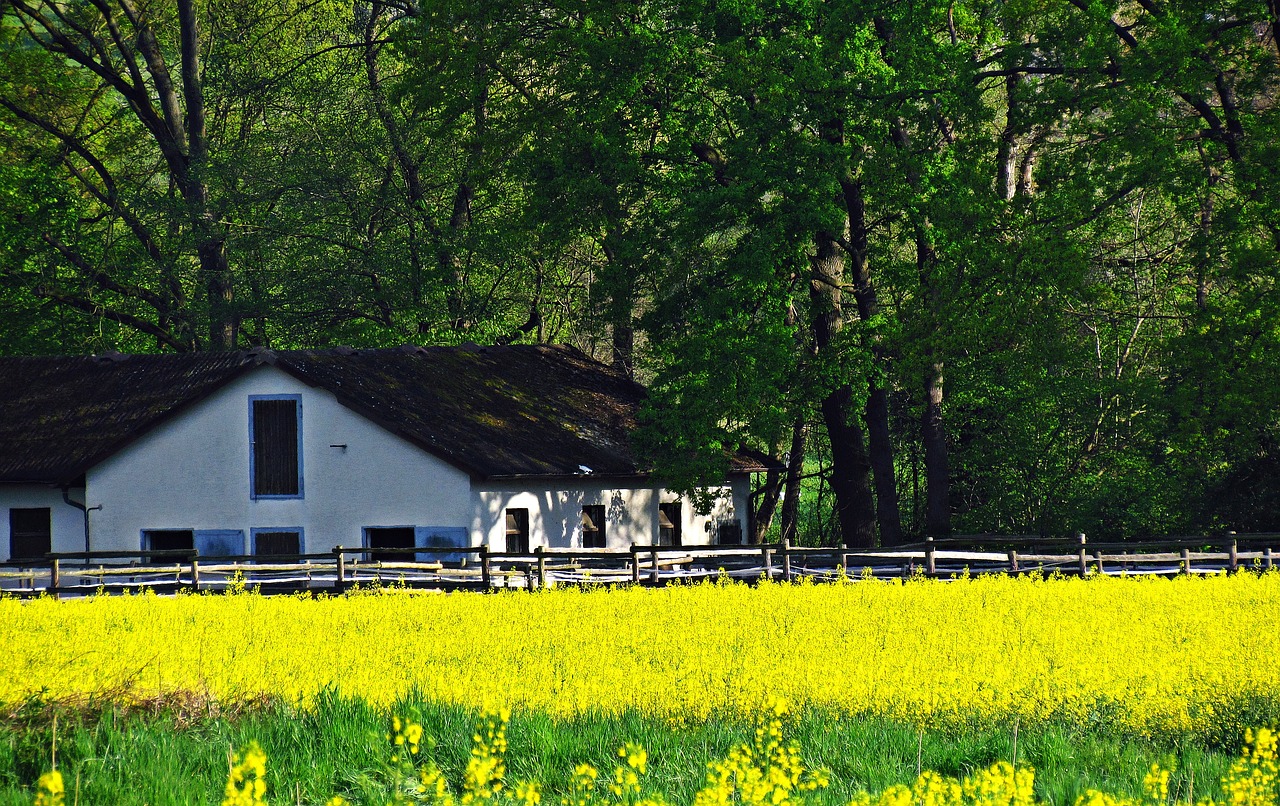 house cottage white free photo