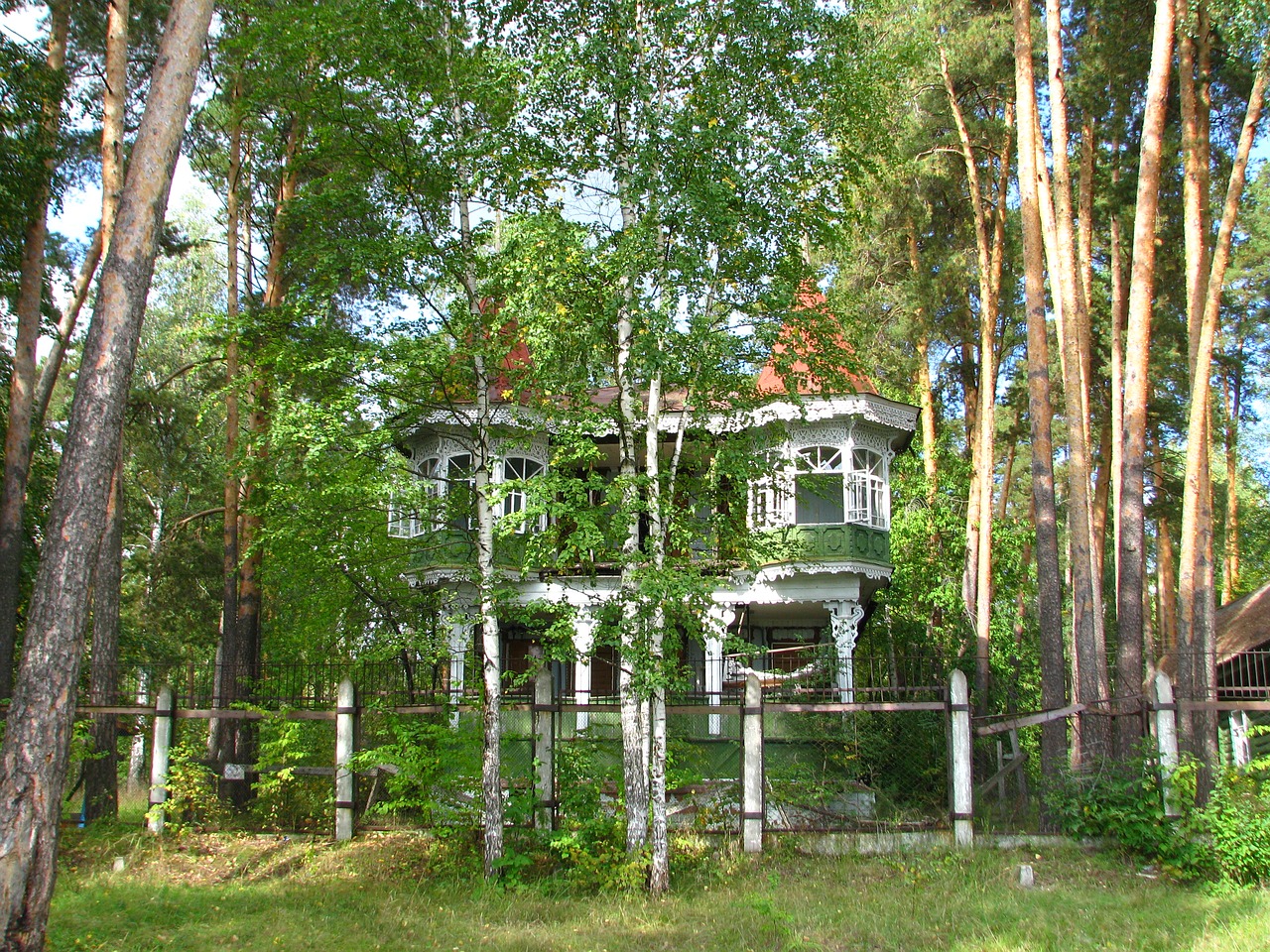house birch pine free photo