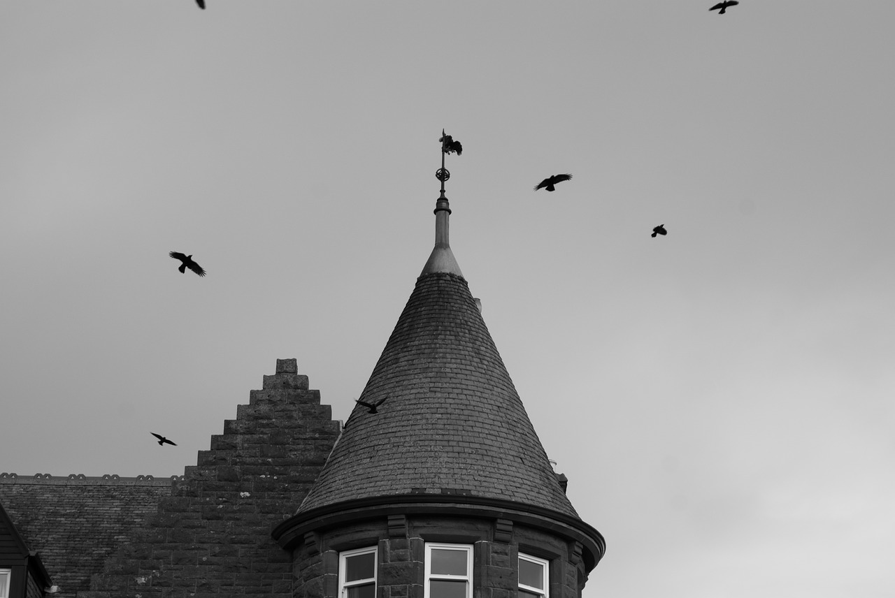house crow tower free photo