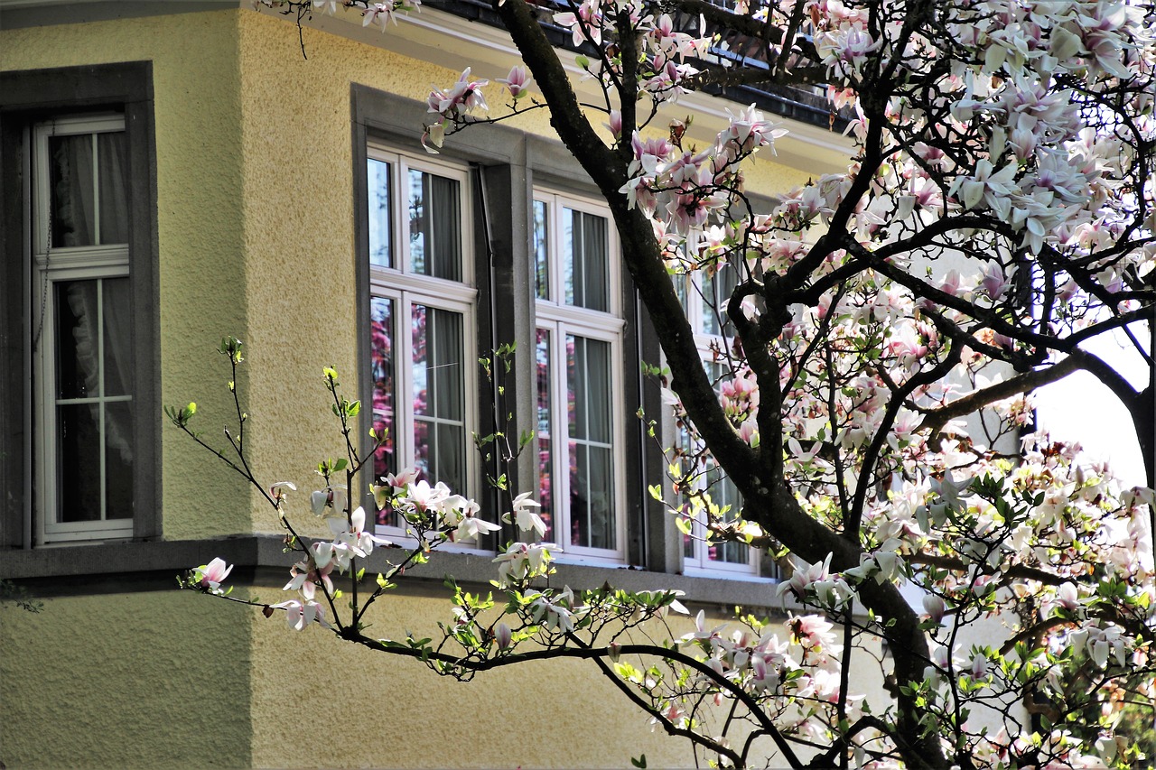 house  magnolia  window free photo