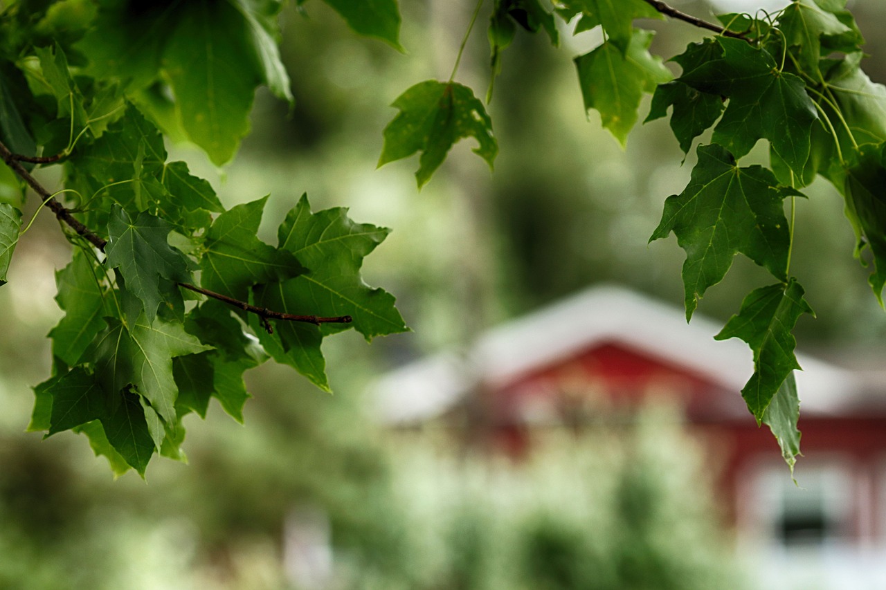 house  tree  nature free photo