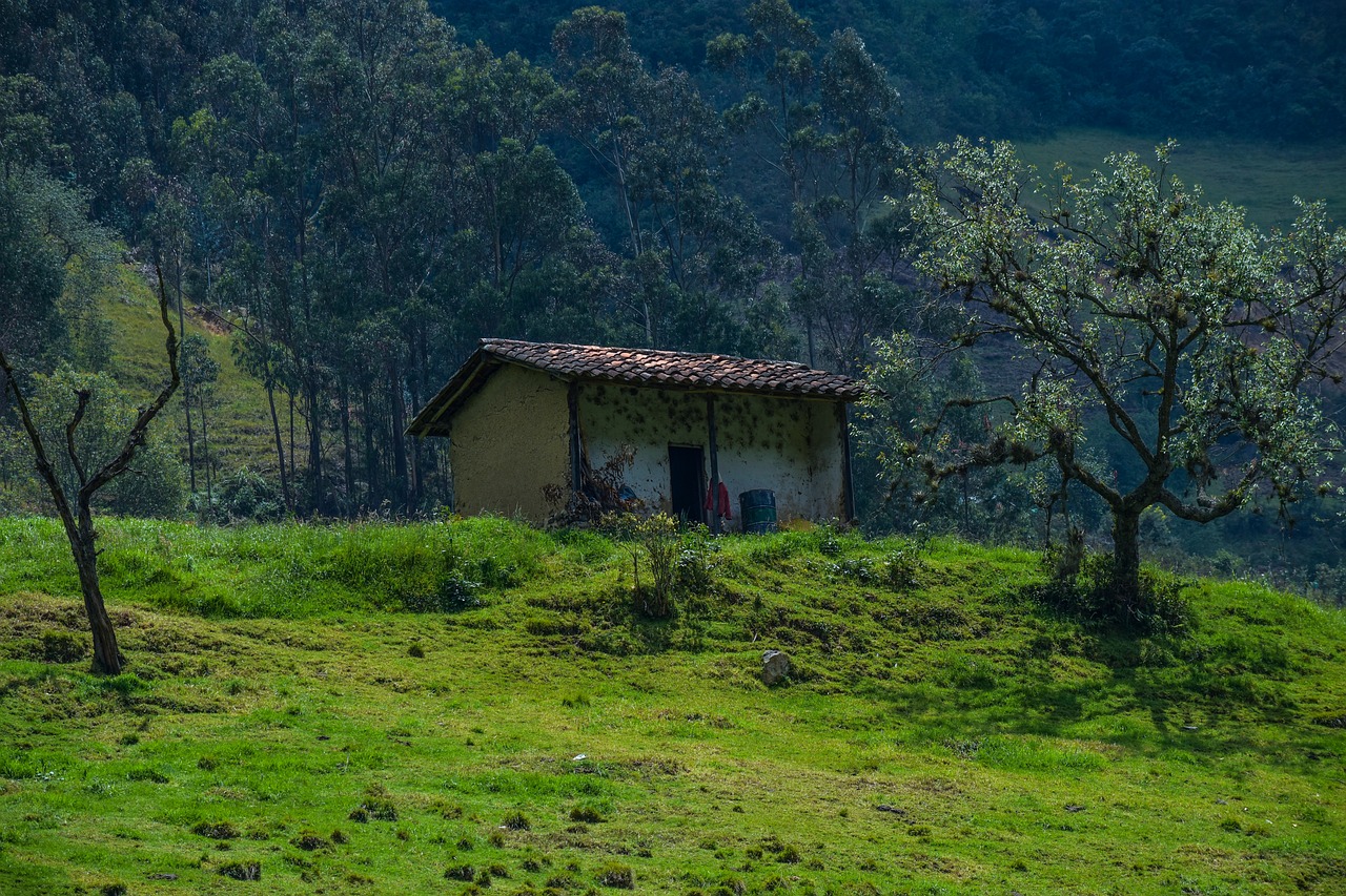 house  field  forest free photo