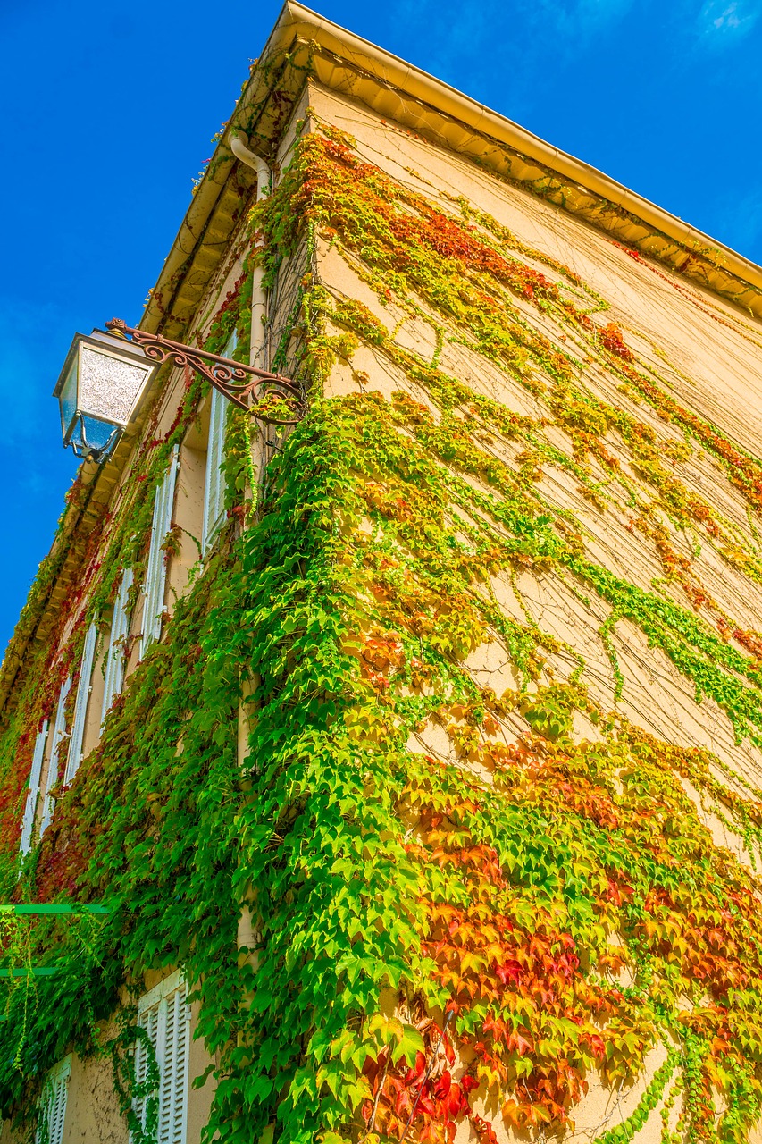 house  overgrown  climber plant free photo