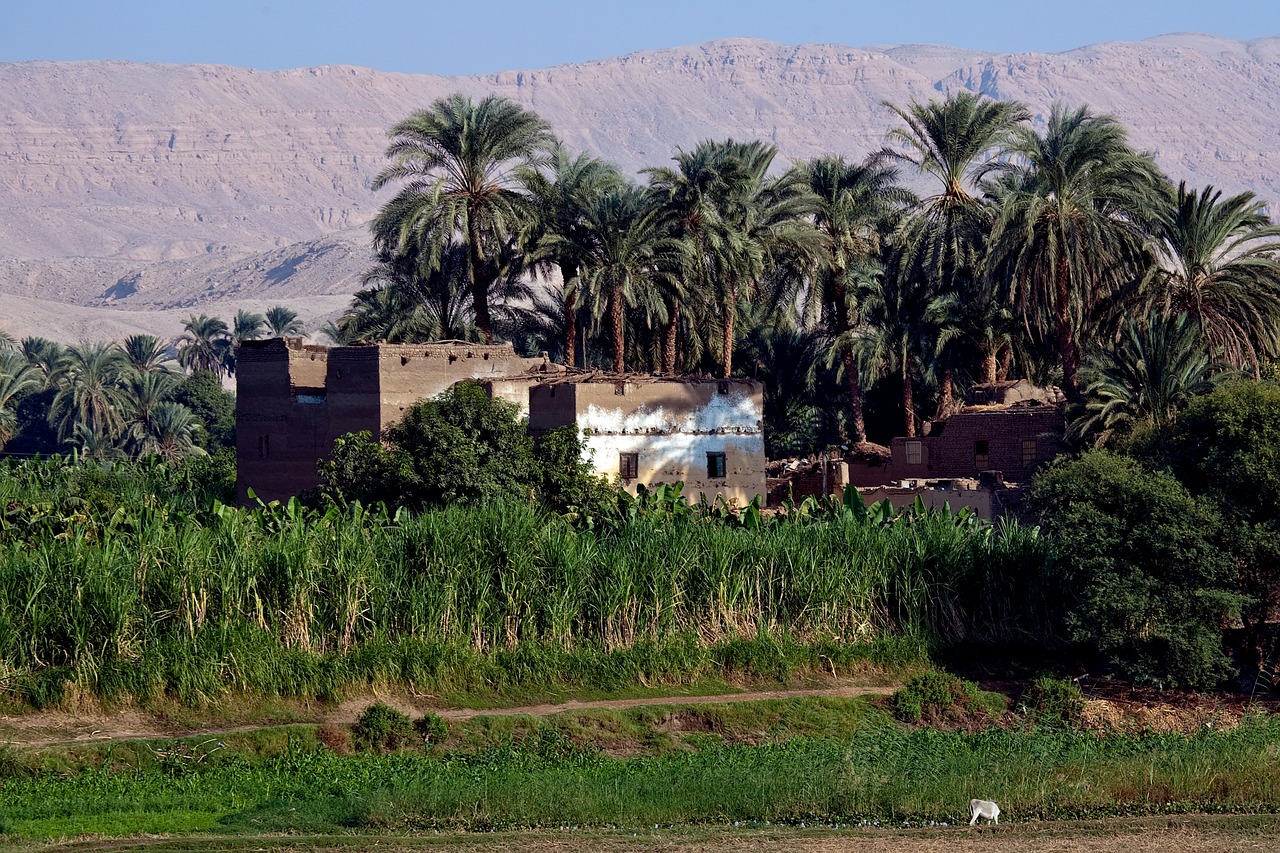 house egypt palm trees free photo