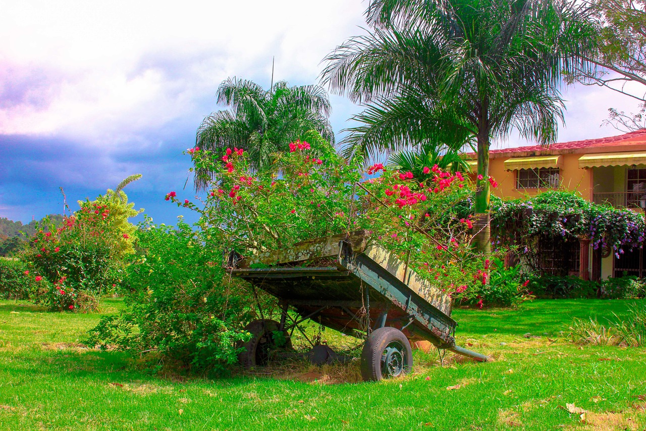 house tree nature free photo