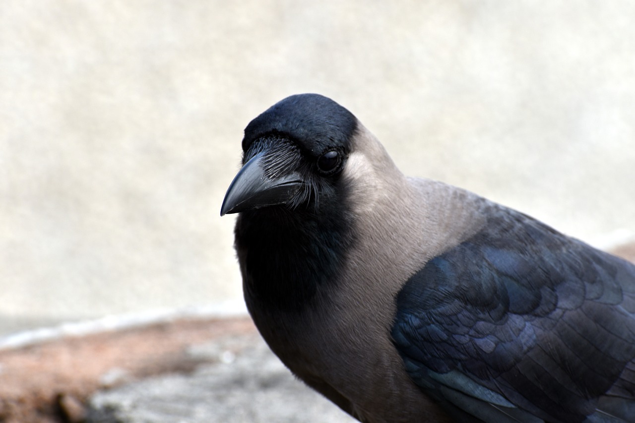 house crow grey necked corvus free photo