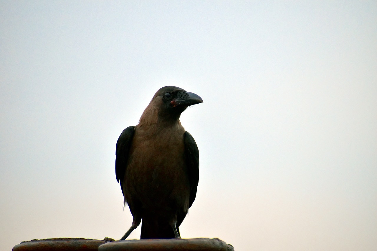 house crow corvus bird free photo