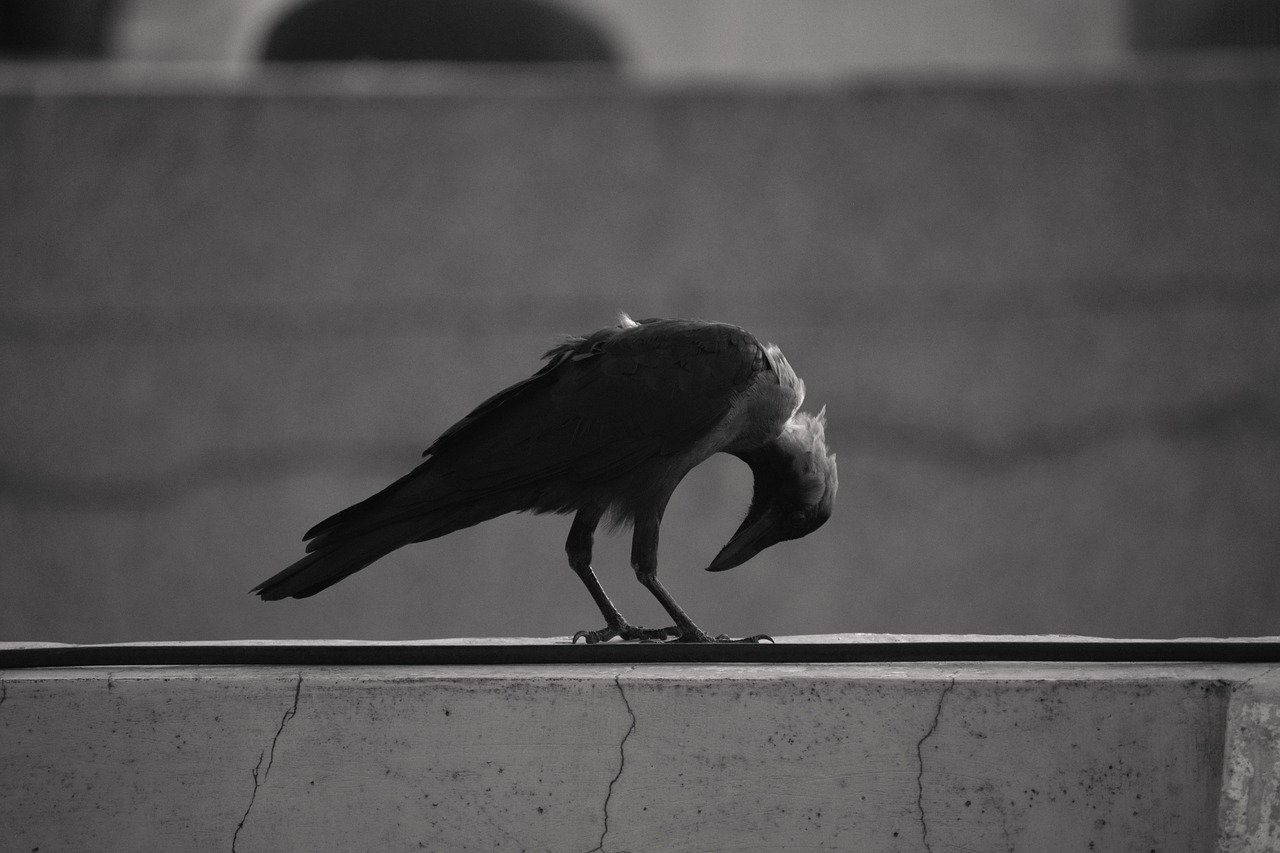 house crow bending neck basking free photo