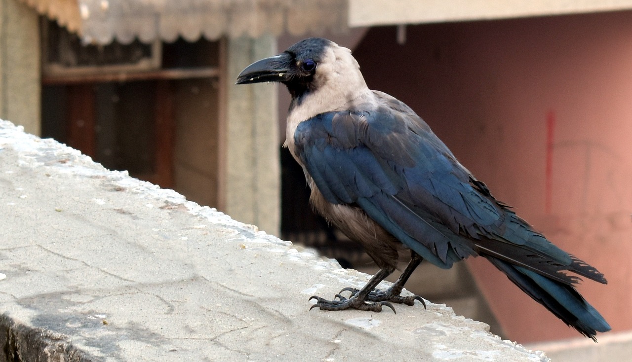 house crow grey-necked corvus free photo