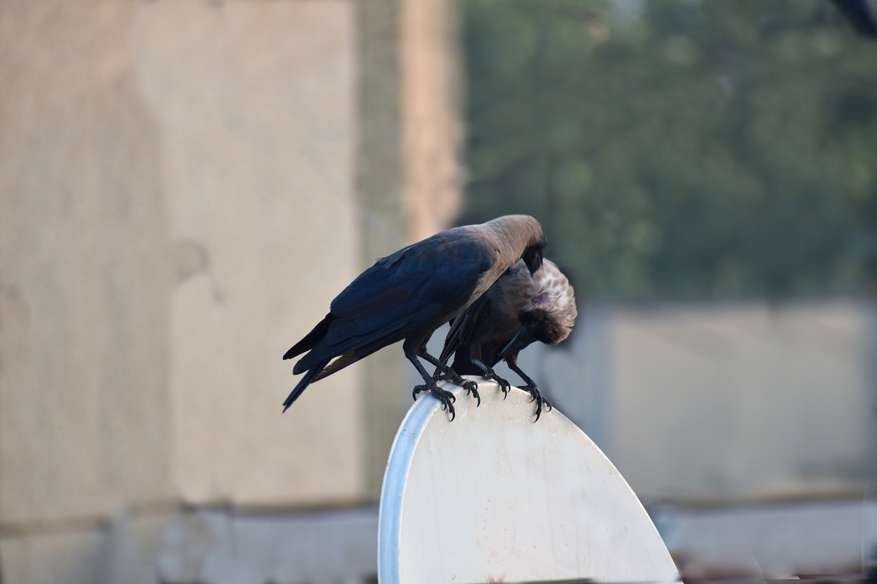 house crows crows preening free photo