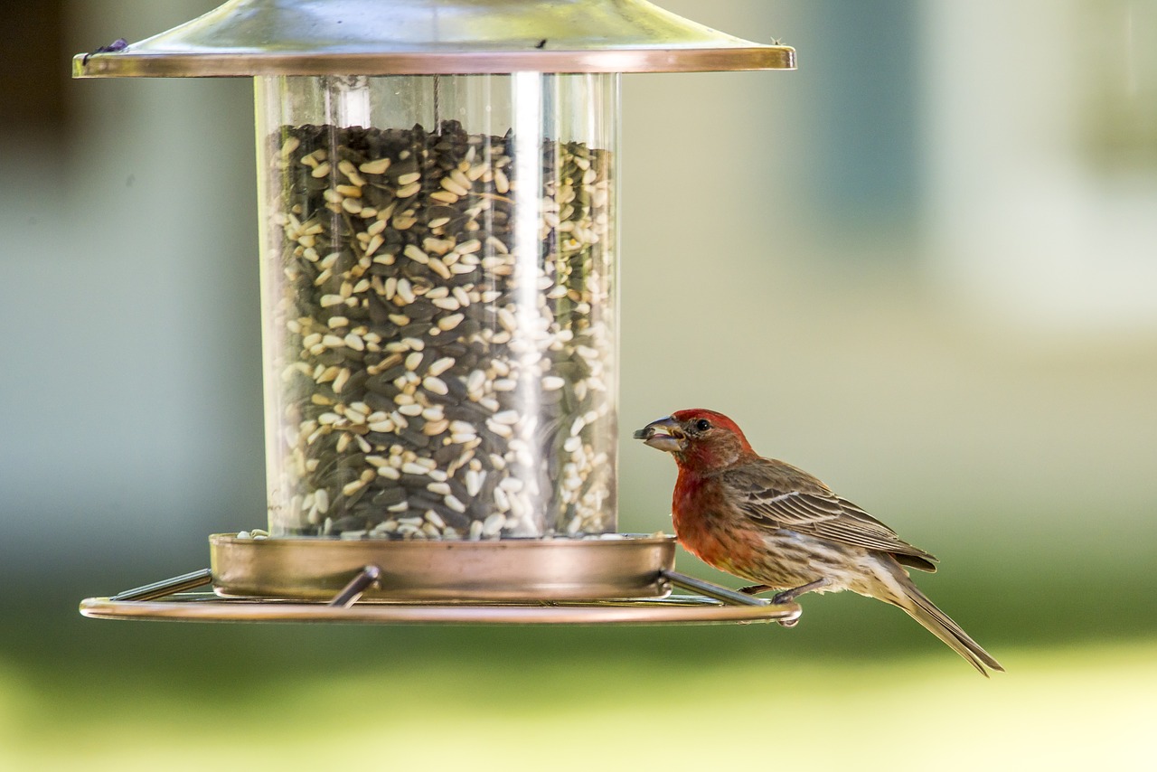 house finch bird red free photo