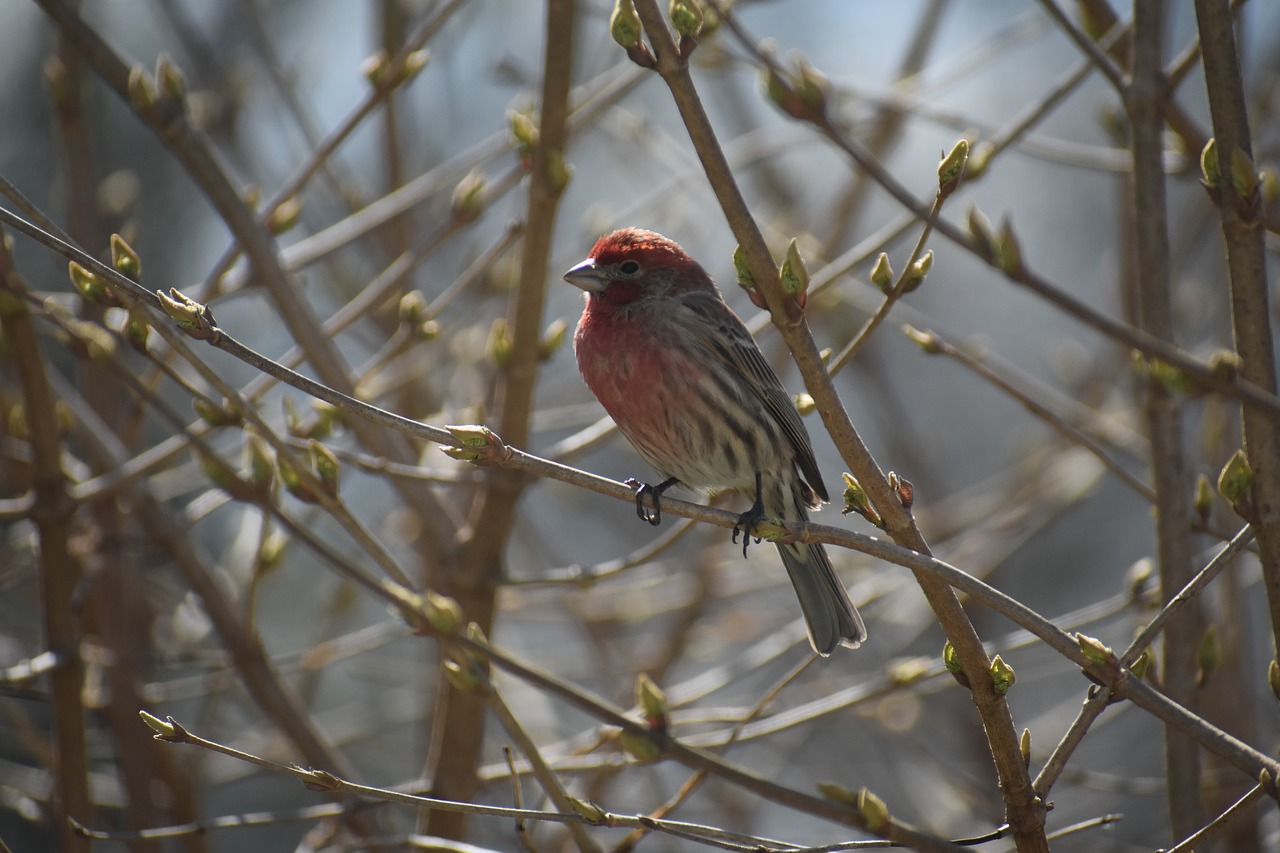 house finch  red  spring free photo