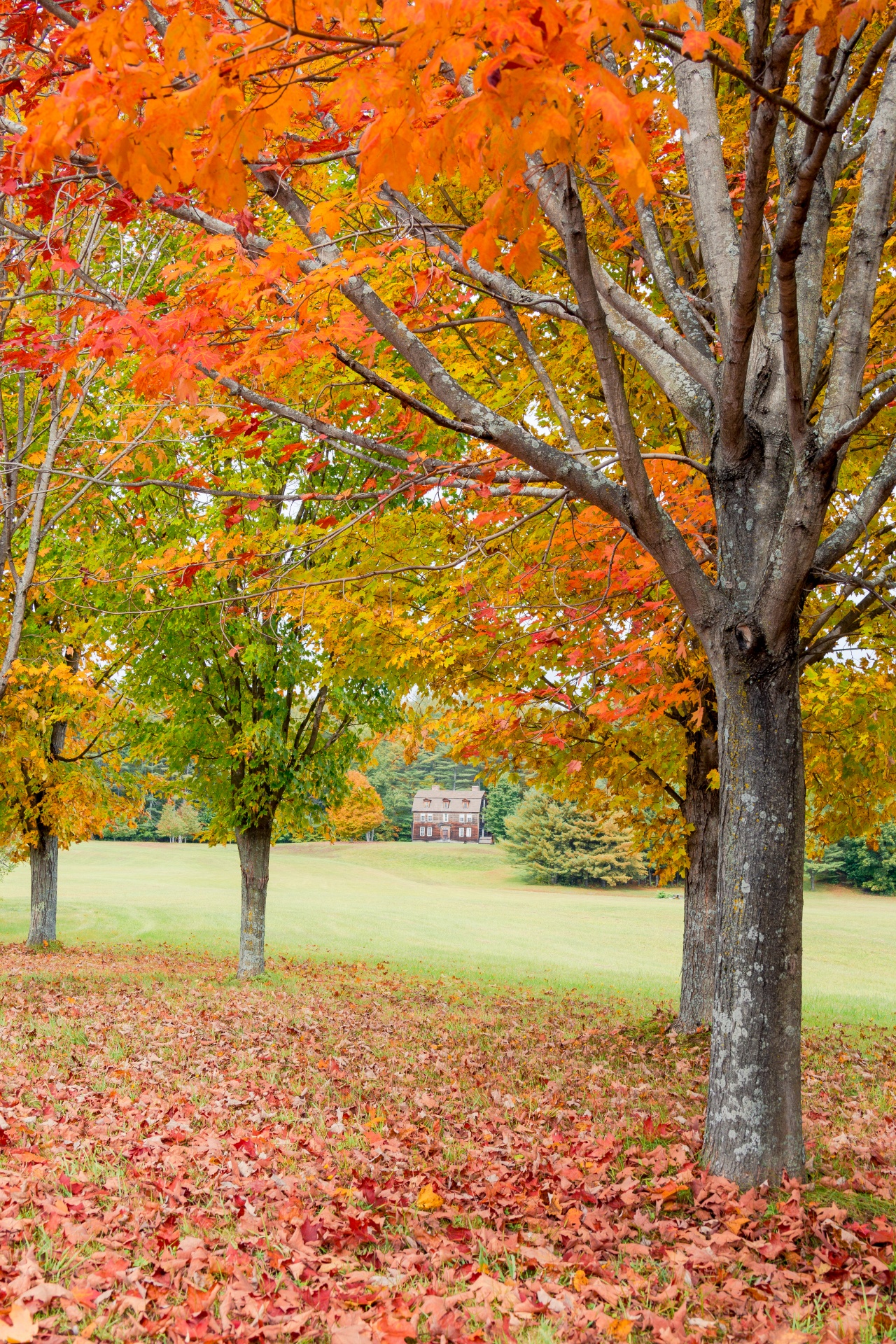 autumn building color free photo