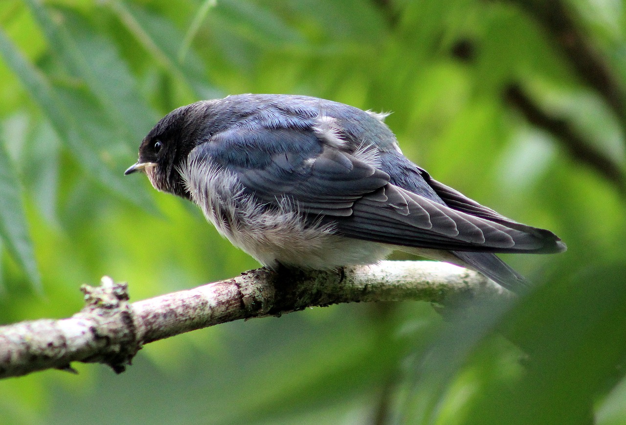 house martin bird animal free photo