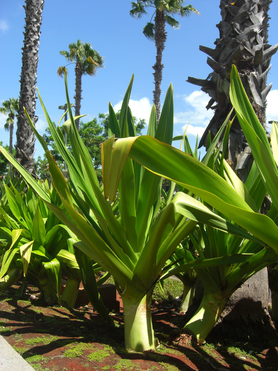 house palm yucca free photo