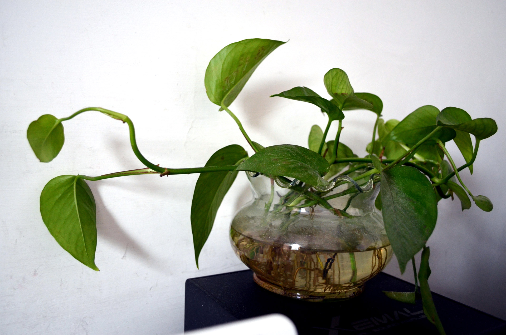 house plant philodendron free photo