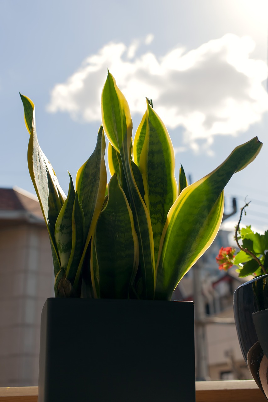 house plant  flower pot  sky free photo