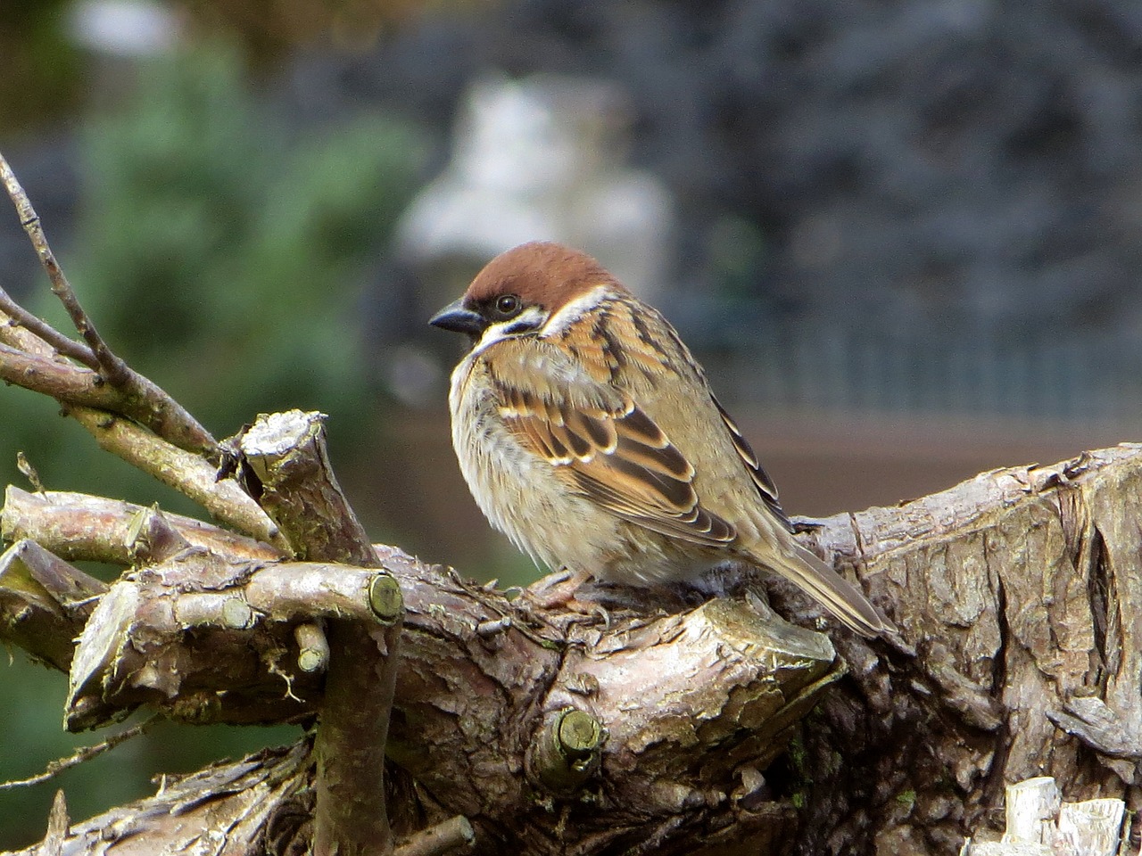 house sparrow passeridae sitting free photo