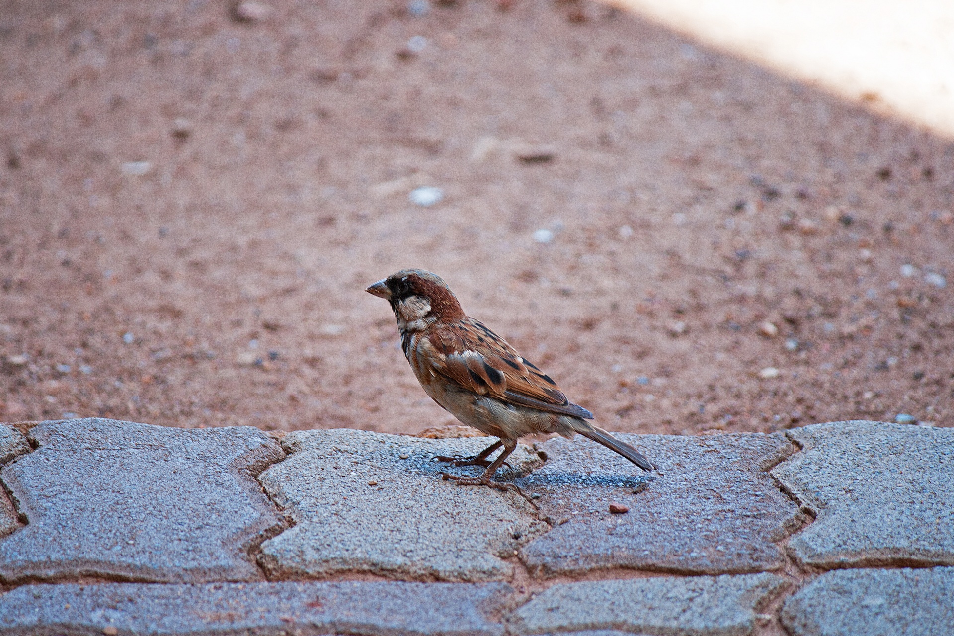 bird sparrow sitting free photo