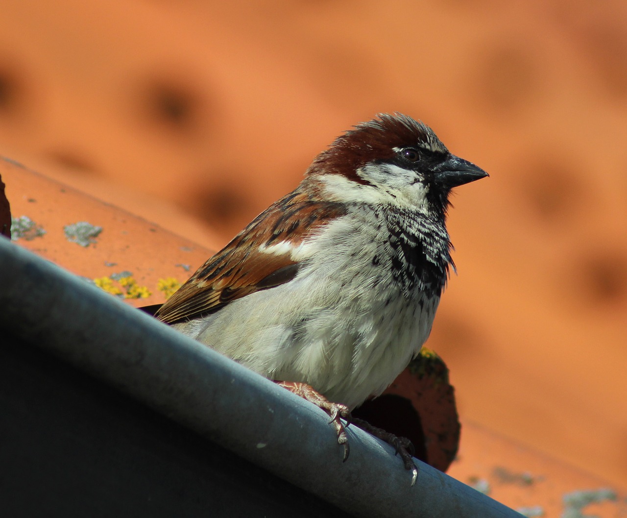 house sparrow bird sparrow free photo