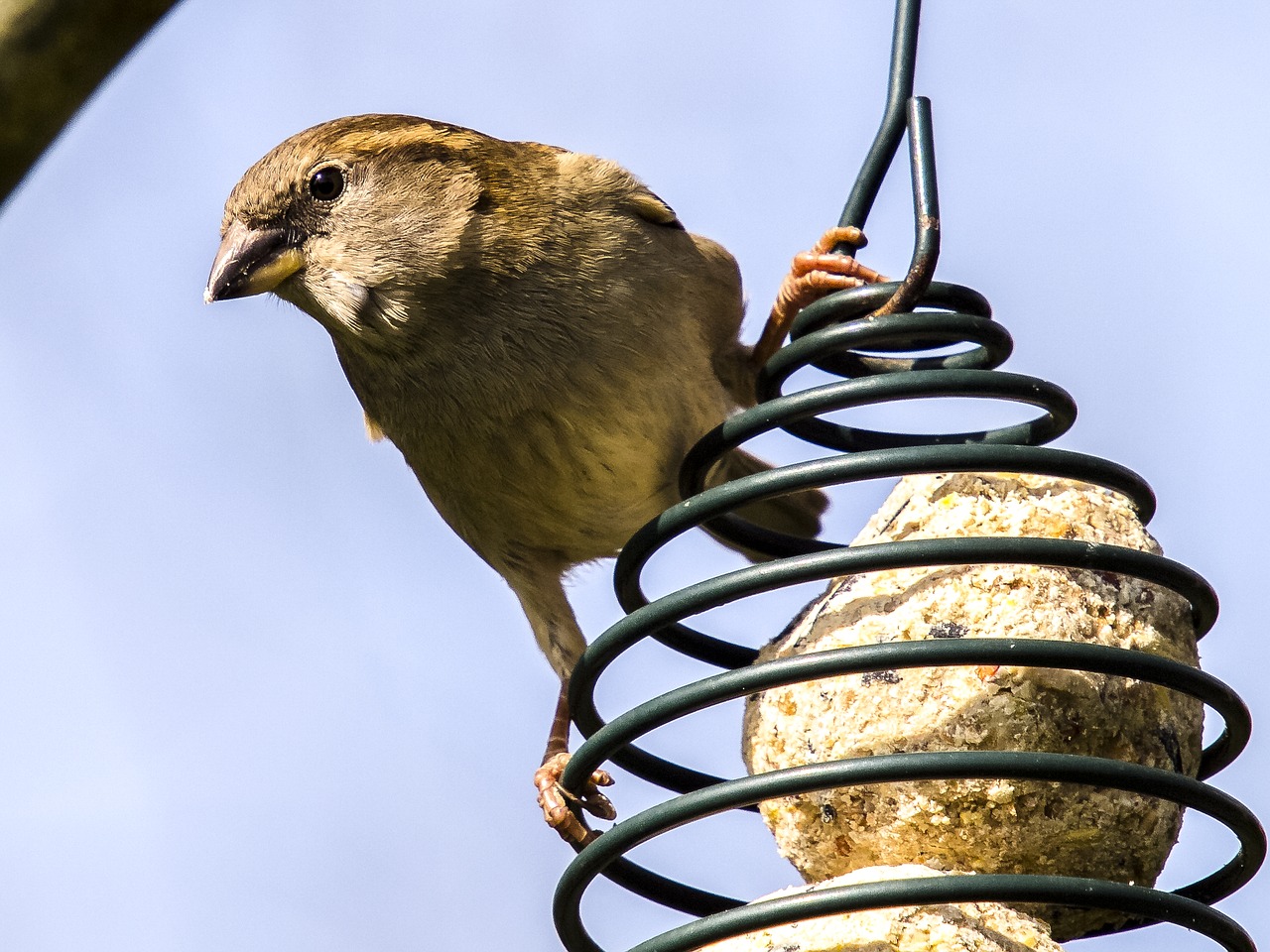 house sparrow sperling bird free photo