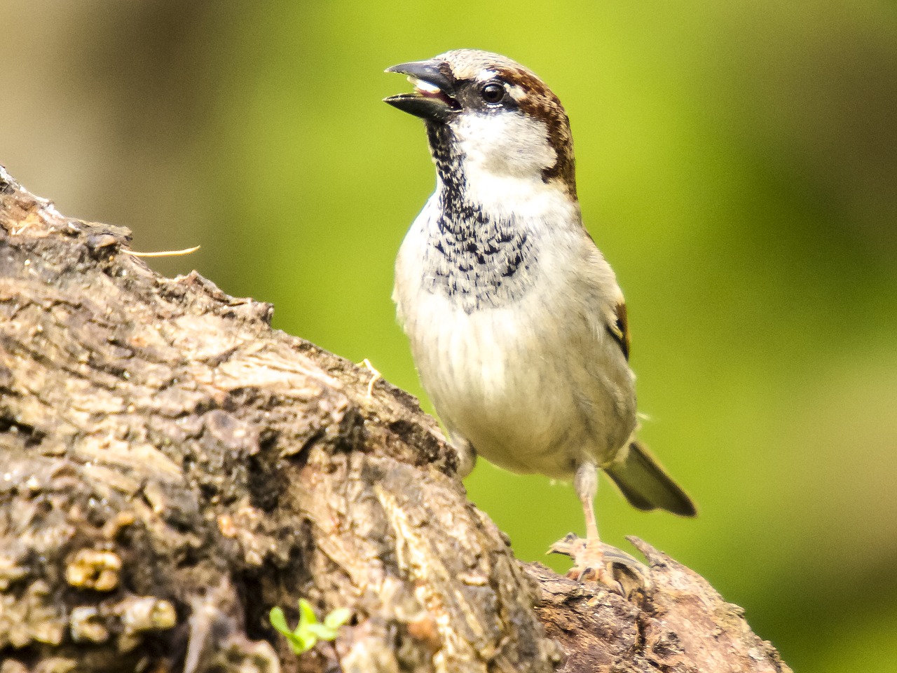 house sparrow sperling bird free photo